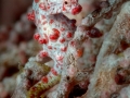 bargibanti-pygmy-seahorse-weda-resort