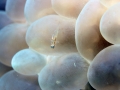 bubble-coral-weda-resort