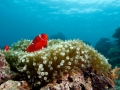 clown-fish-weda-resort