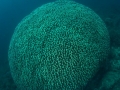 coral-dome-weda-resort-halmahera-indonesia