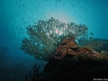 Coral Diving Weda Resort Halmahera