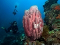 Coral Diving Weda Resort Halmahera