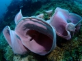 Coral Diving Weda Resort Halmahera