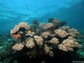 Coral Diving Weda Resort Halmahera