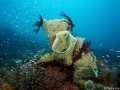 Coral Diving Weda Resort Halmahera