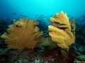 Coral Diving Weda Resort Halmahera