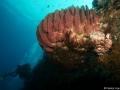 Coral Diving Weda Resort Halmahera