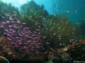 Coral Diving Weda Resort Halmahera