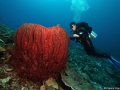 Coral Diving Weda Resort Halmahera