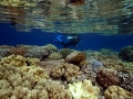 Coral Diving Weda Resort Halmahera