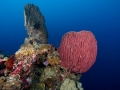 Coral Diving Weda Resort Halmahera