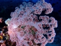 Coral Diving Weda Resort Halmahera
