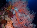Coral Diving Weda Resort Halmahera