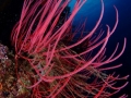Coral Diving Weda Resort Halmahera