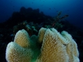 Coral Diving Weda Resort Halmahera