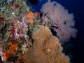 Coral Diving Weda Resort Halmahera