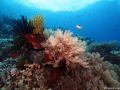 Coral Diving Weda Resort Halmahera