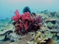 coral-weda-resort