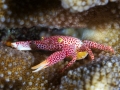 Crab Diving Weda Resort Halmahera
