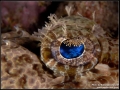 Crocodilefish Diving Weda Resort Halmahera