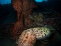 cuttlefish-weda-resort-halmahera-indonesia