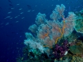 fan-coral-weda-resort-1