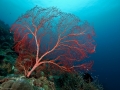fan-coral-weda-resort