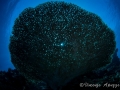 fancoral-2-weda-resort-halmahera-indonesia