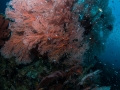 fancoral-weda-resort-halmahera-indonesia