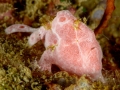 Frogfsih Diving Weda Resort Halmahera