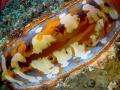 giant-clam-weda-resort