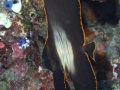 Batfish Diving Weda Resort Halmahera