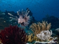 Lionfish Diving Weda Resort Halmahera