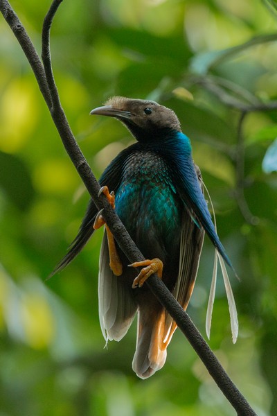 Standard Wing Bird of Paradise in Halmahera at Weda Resort