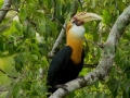 Blyth's Hornbill in Halmahera at Weda Resort