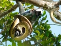 Nicobar Pigeon caught by a snake in Halmahera at Weda Resort