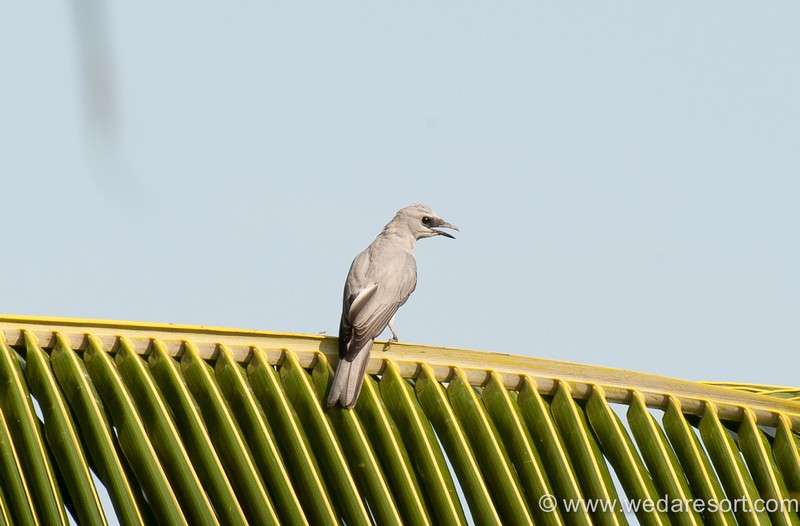 White Bellied Cuckoo Shrike in Halmahera at Weda Resort