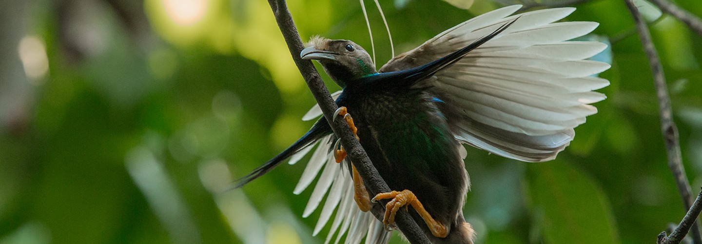 Birding on Halmahera