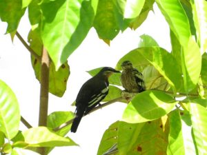 Bird watching at Weda Resort
