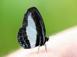 Butterfly at Weda Eco Resort, Halmahera