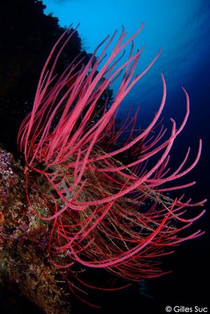 Pristine Coral Reef at Weda Resort, Halmahera