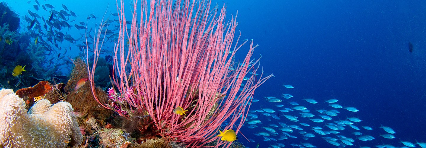 Diving pristine coral reefs