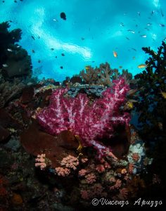 Diving in Weda Bay with Weda Resort