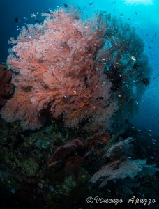 Fancorals at Weda Bay with Weda Resort