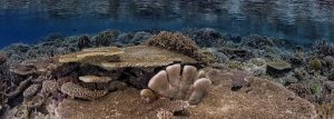 Halmahera, South Halmahera, Northern Molucca, Nord Molukken, Weda